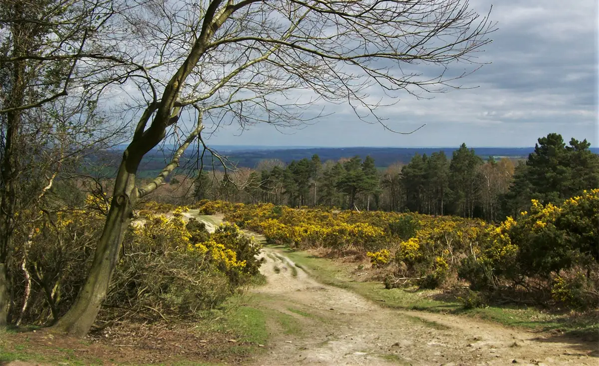 Ashdown Forest